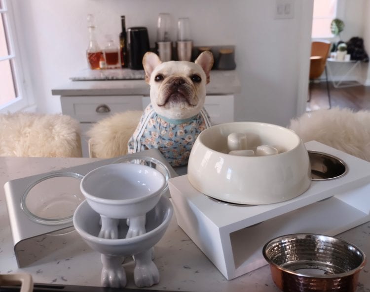 How To Bathe Your Dog Properly At Home