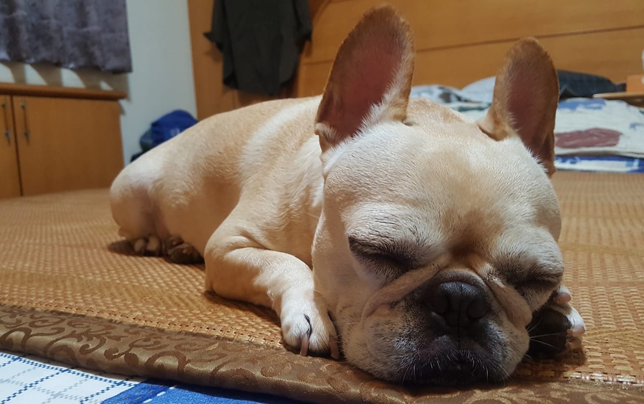 French Bulldog