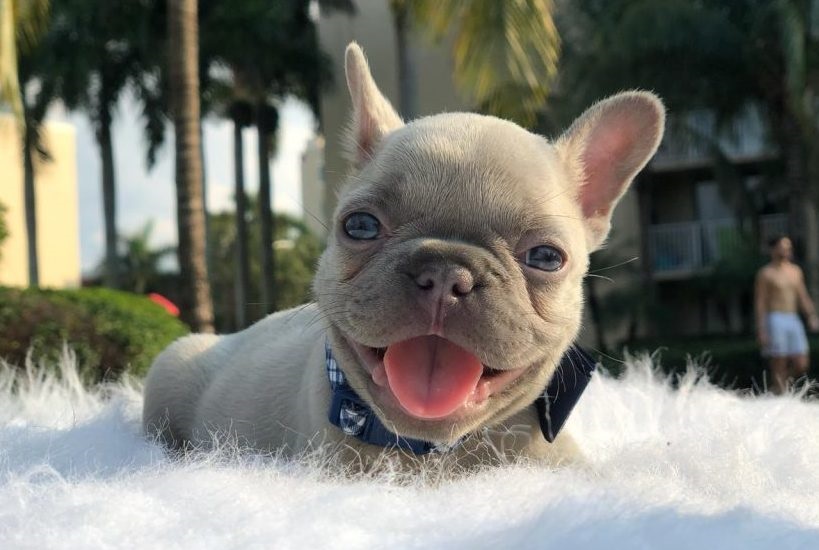 Frenchie being cute
