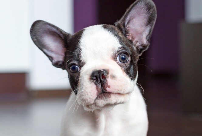 Frenchie Adoption